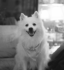 American Eskimo photo by mendrakis