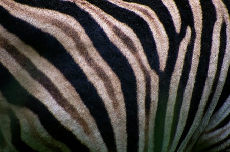 Zebra A Zeeebra, not to be confused with a Zeb-ra