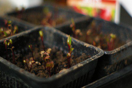 imgp7113 Beetlings