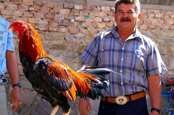 Es mi gallo