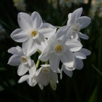 Flowers from Filoli Flowers from Filoli