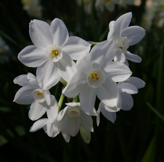 Flowers from Filoli