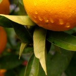 Oranges are not the only fruit