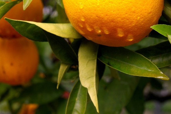 Oranges are not the only fruit