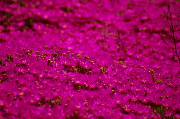 Coastal flora