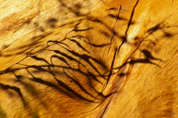 Barking I