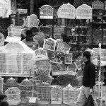 Caged