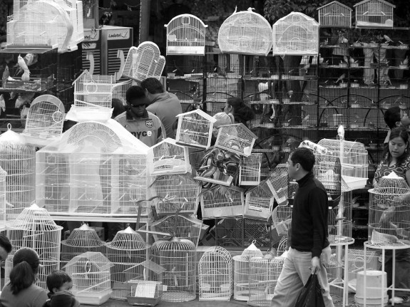 Caged