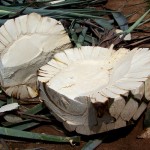Agave Piñas