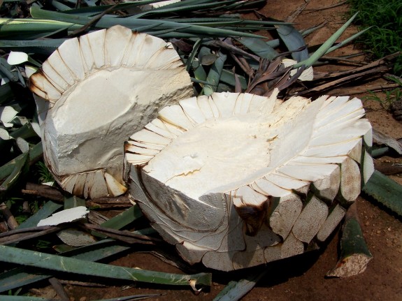 Agave Piñas