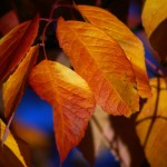 Autumnal in Oregon