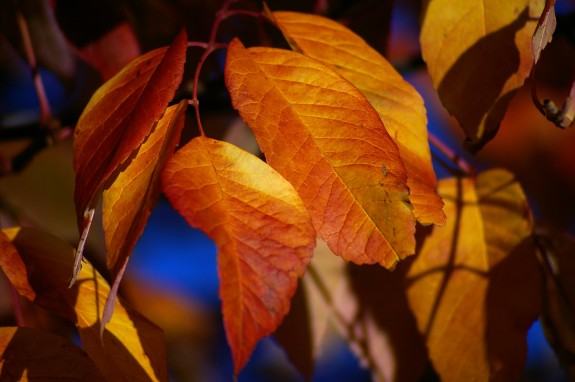 Autumnal in Oregon