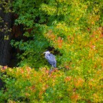 Heron in the autumn Heron in the autumn