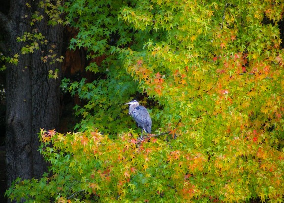 Heron in the autumn