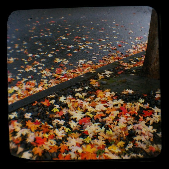 Shoots and leaves