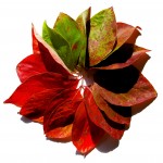 Autumnism Autumnism