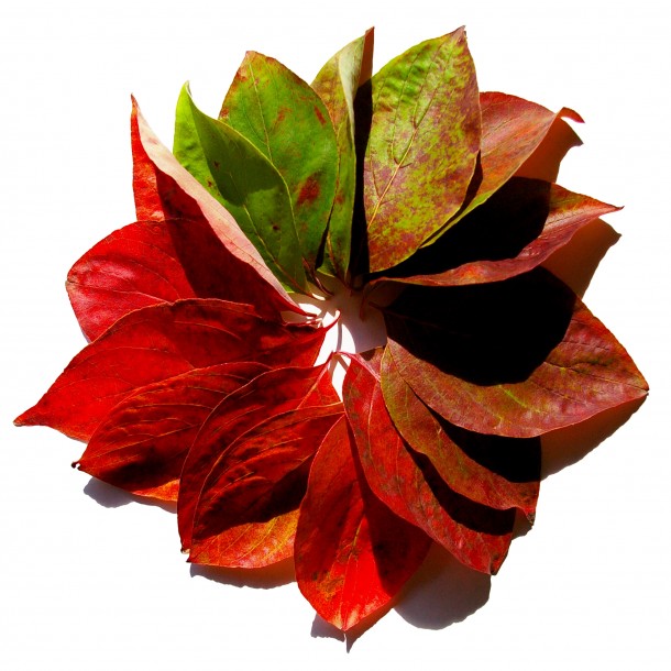 Autumnism