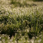 I love the smell of Bokeh in the morning