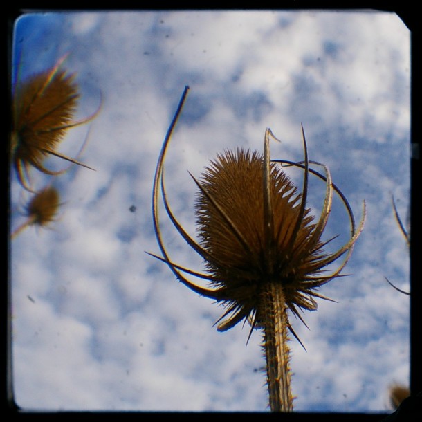 Teasles