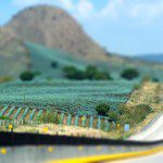 Tilt-shift Agave Field Tilt-shift Agave Field