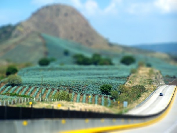 Tilt-shift Agave Field