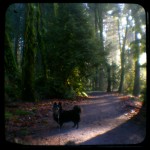 Tryon Walkies