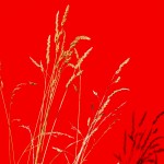 Red Red