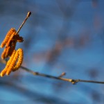Catkins Catkins