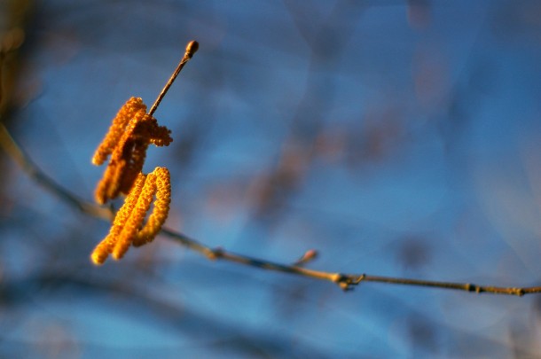 Catkins