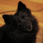 Dogs can’t look up