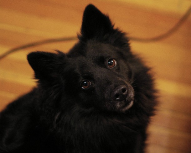Dogs can’t look up