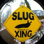 Slug Crossing Slug Crossing