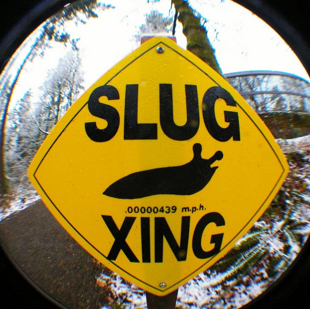 Slug Crossing