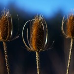 More teasels More teasels