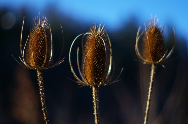 More teasels