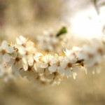 Prime Blossom Prime Blossom