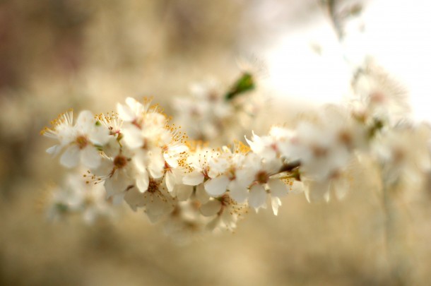 Prime Blossom