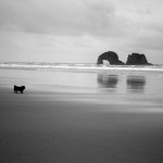 Tillamook Dog