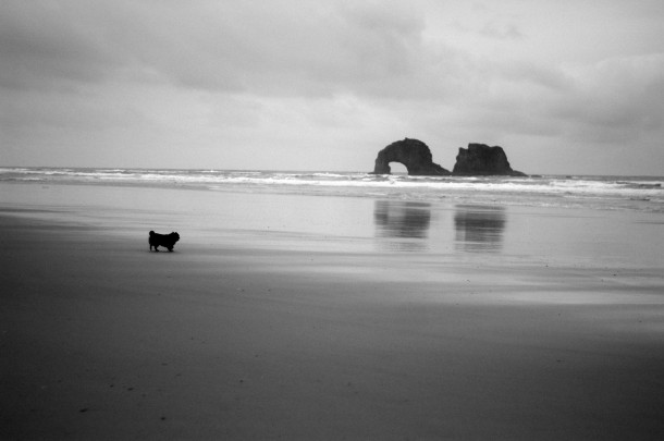 Tillamook Dog