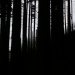 A slice of the forest A slice of the forest