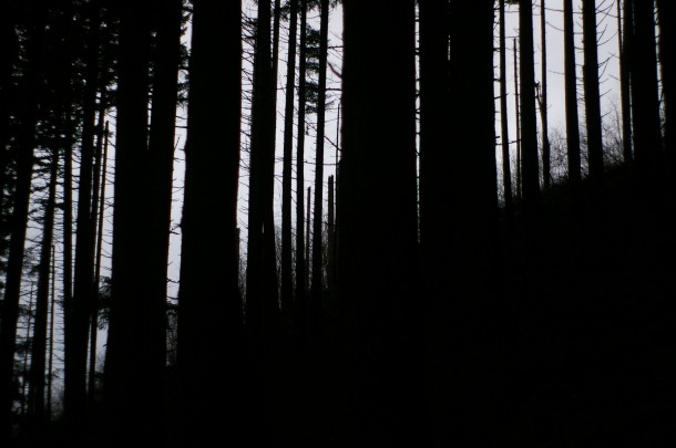 A slice of the forest