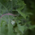 Kale Kale