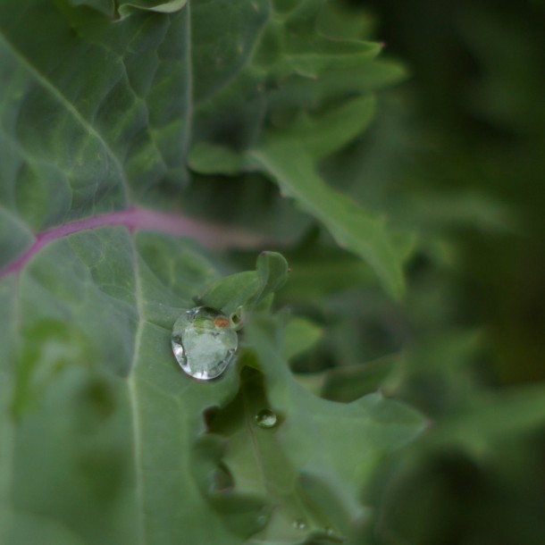Kale