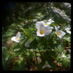 Trillium