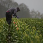 Wooden Shoe Tulip Farm