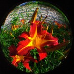 Flora