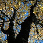 Blue, Yellow, Black