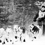 Greenville Dog Sled Race – 30 miles