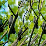 Dawn Chorus
