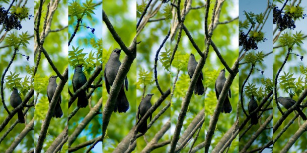 dawn chorus